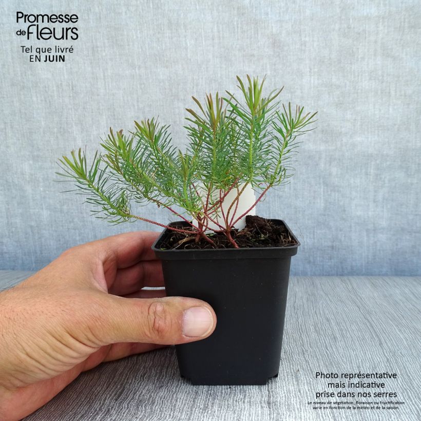 Euphorbia cyparissias Fens Ruby - Spurge 8/9 cm pot sample as delivered in summer