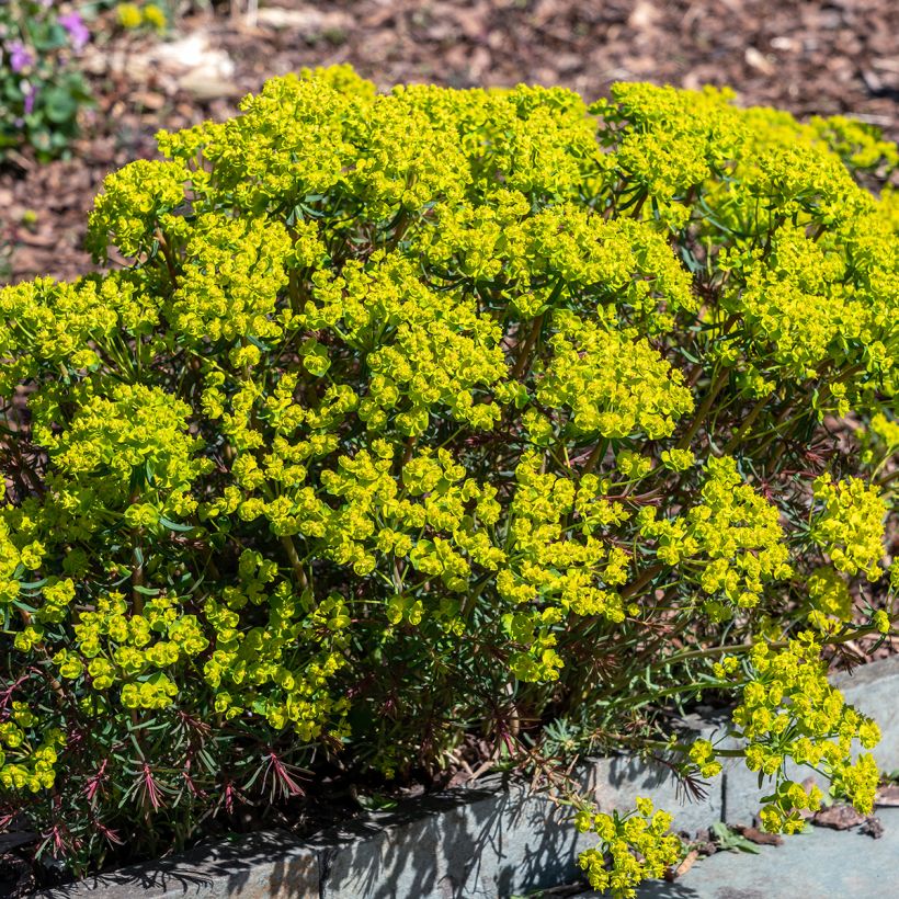 Euphorbia cyparissias Fens Ruby - Spurge (Plant habit)