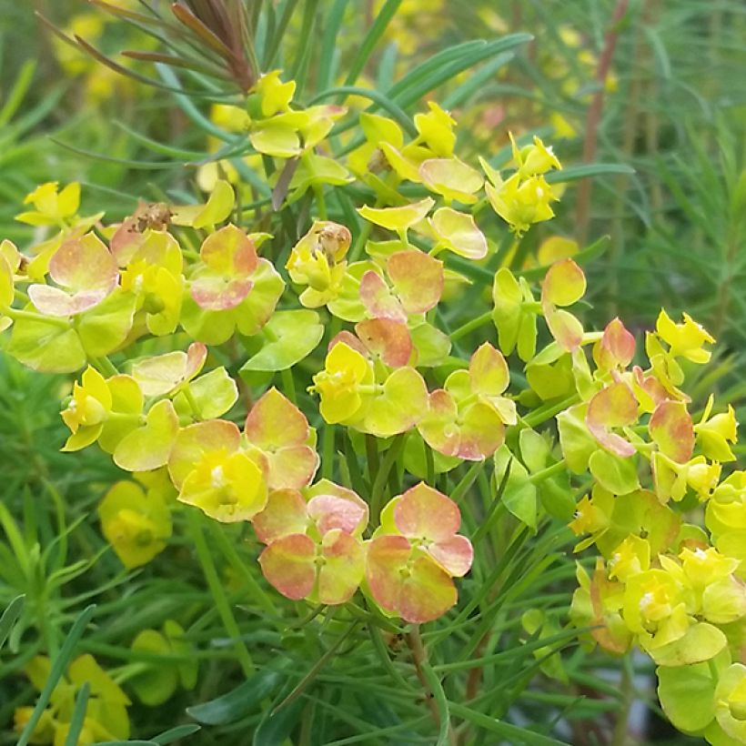 Euphorbia cyparissias Orange Man - Spurge (Flowering)