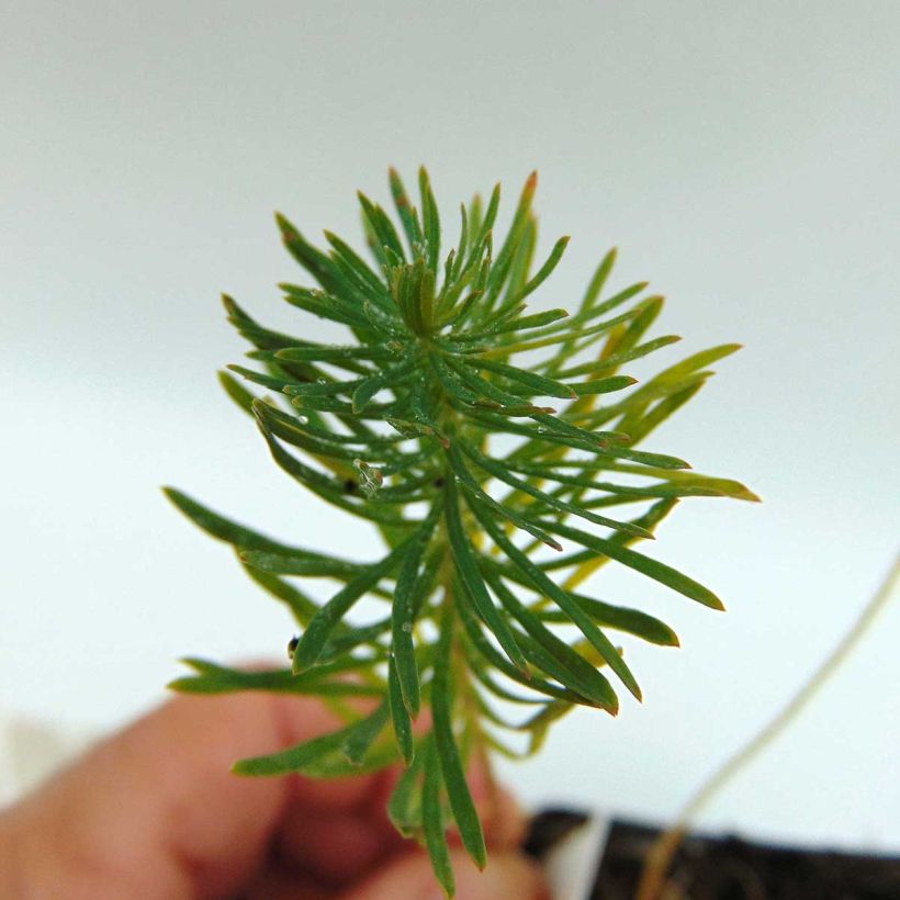 Euphorbia cyparissias Orange Man - Spurge (Foliage)