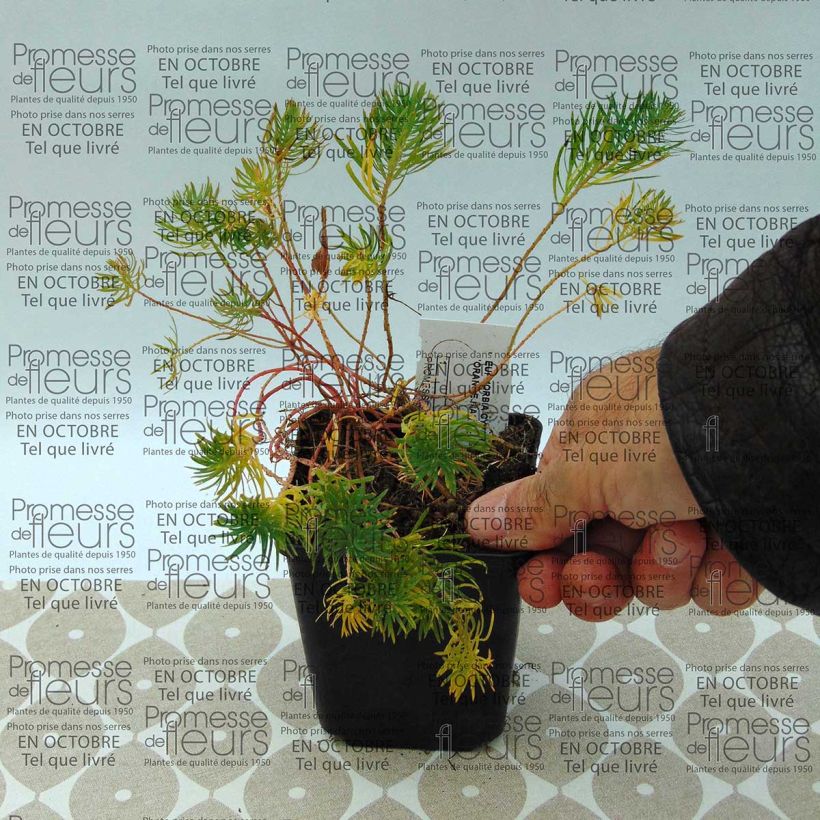 Example of Euphorbia cyparissias Orange Man - Spurge 8/9 cm pot specimen as delivered