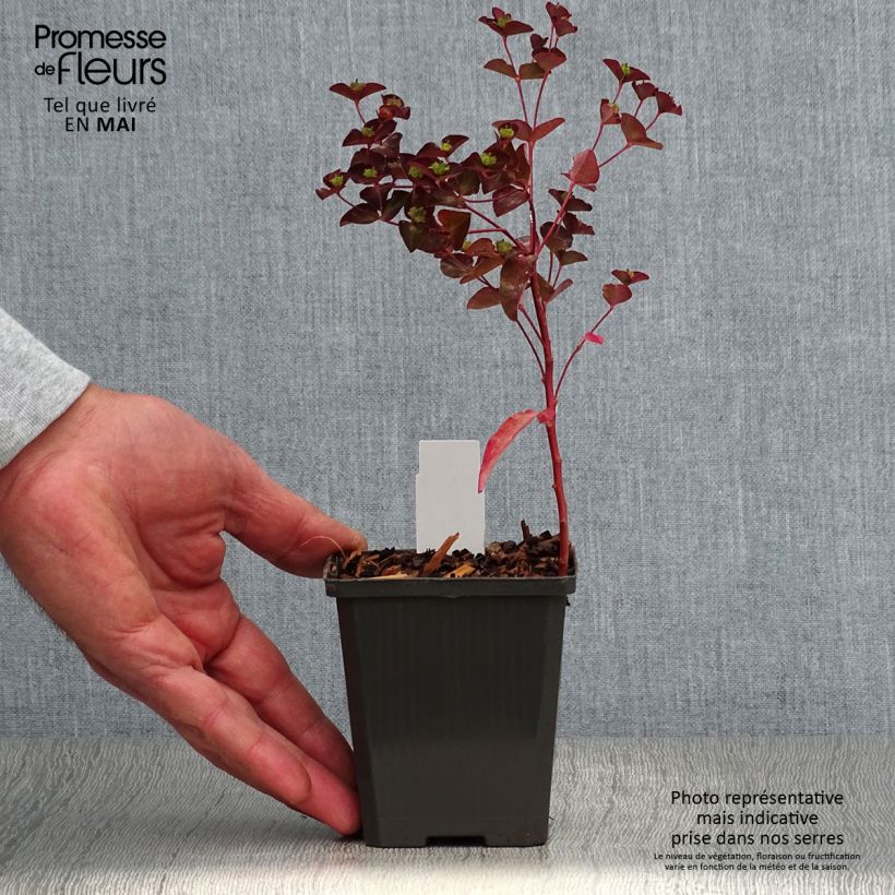 Euphorbia dulcis Chameleon - Spurge 8/9 cm pot sample as delivered in spring