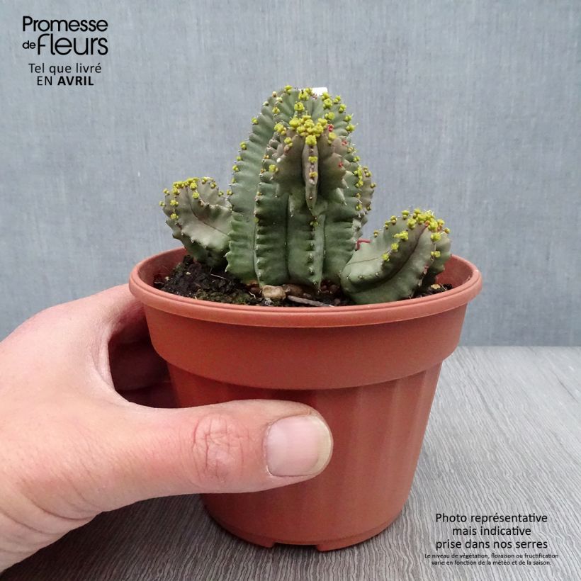 Euphorbia fruticosa Inermis - Spurge 12cm potShipped height around 10cm sample as delivered in spring