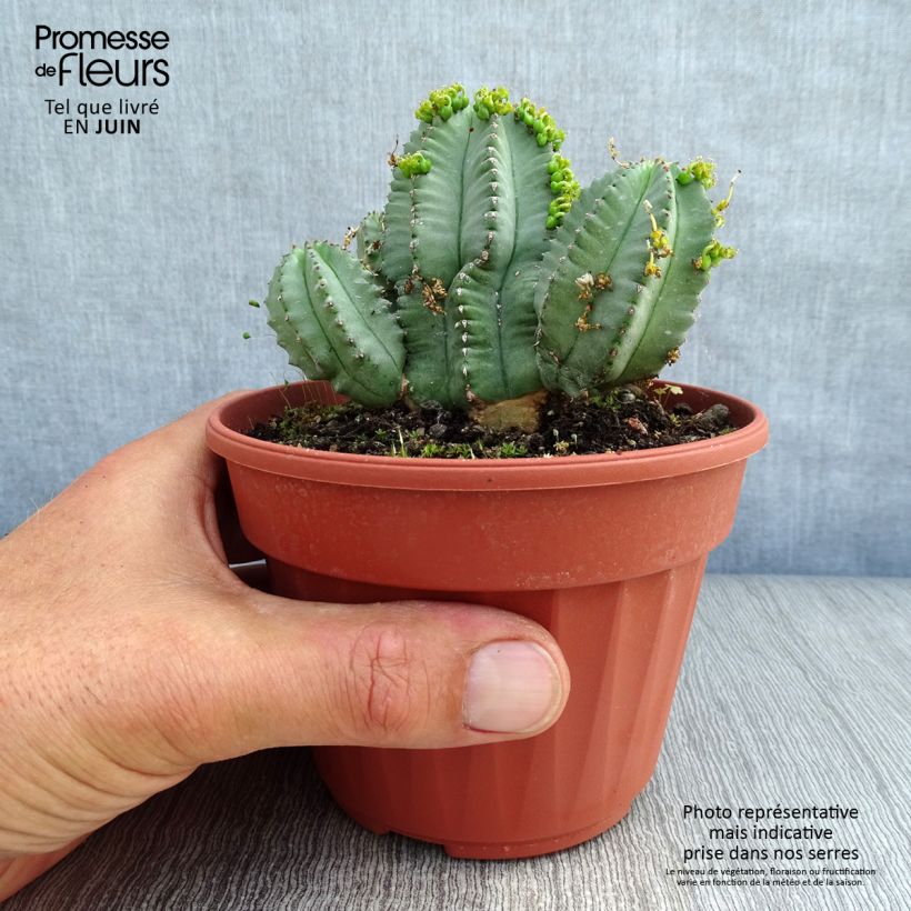 Euphorbia fruticosa Inermis - Spurge 12cm pot sample as delivered in summer