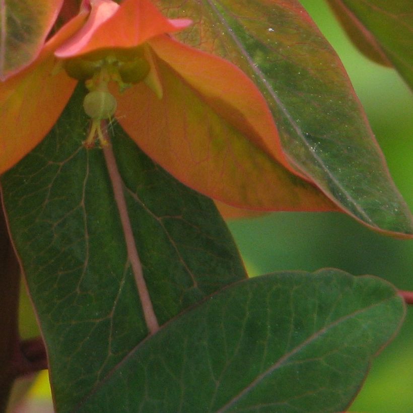 Euphorbia griffithii - Spurge (Foliage)