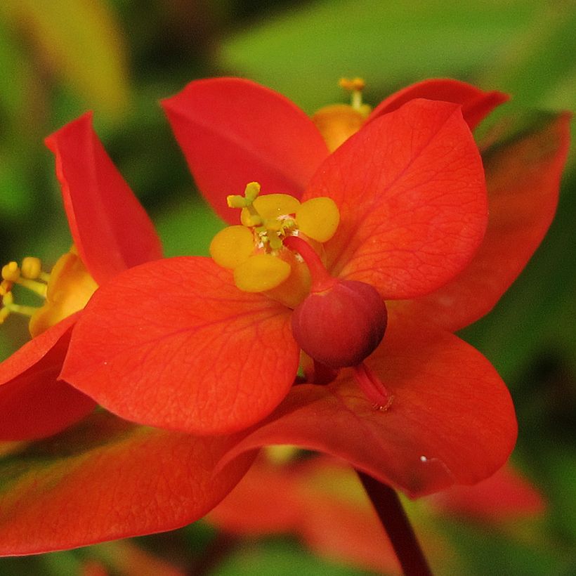 Euphorbia griffithii - Spurge (Flowering)