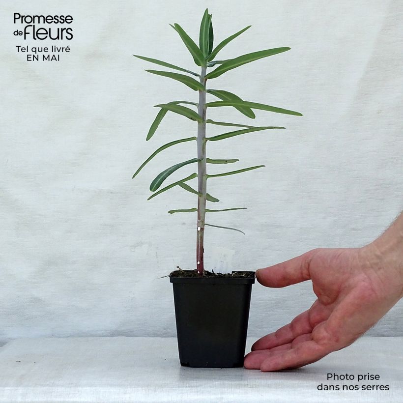Euphorbia lathyris - Spurge sample as delivered in spring