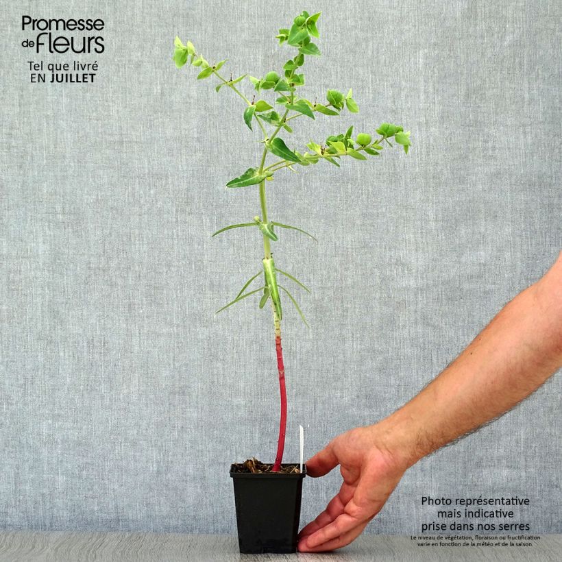 Euphorbia lathyris - Spurge 8/9 cm pot sample as delivered in summer