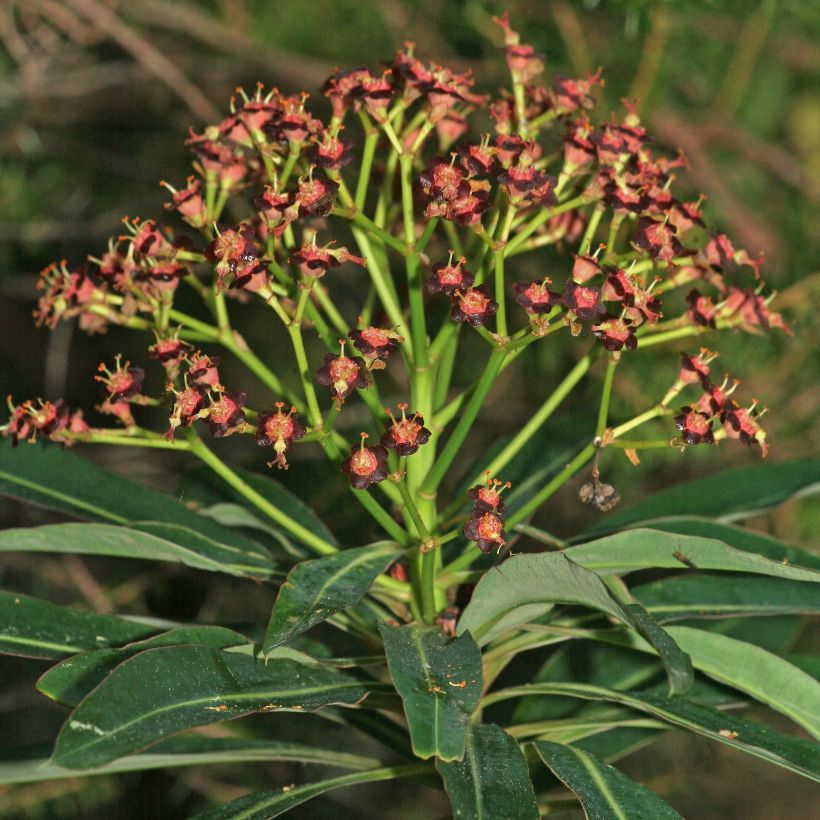 Euphorbia mellifera - Spurge (Flowering)