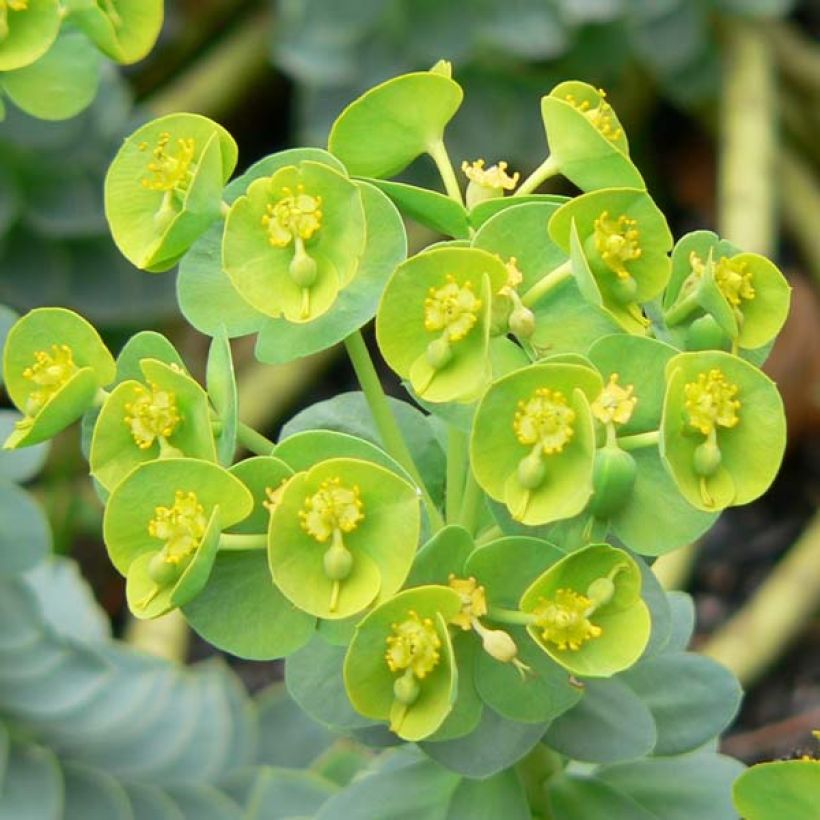 Euphorbia myrsinites - Spurge (Flowering)