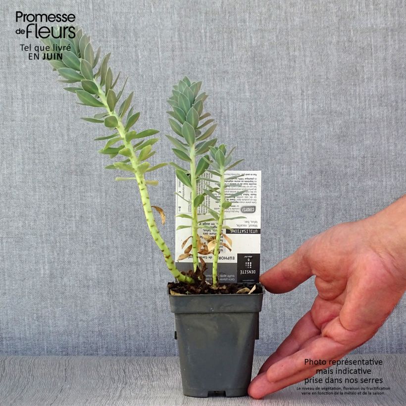 Euphorbia myrsinites - Spurge 8/9 cm pot sample as delivered in summer