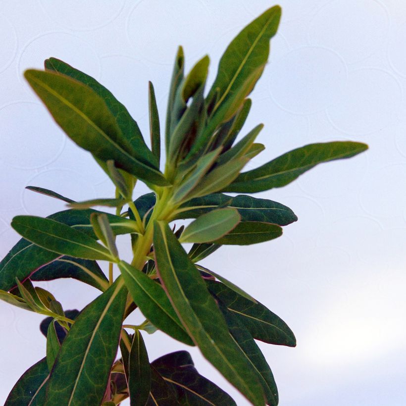 Euphorbia palustris - Spurge (Foliage)
