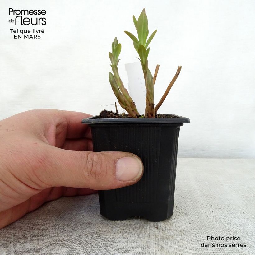 Euphorbia palustris - Spurge sample as delivered in spring