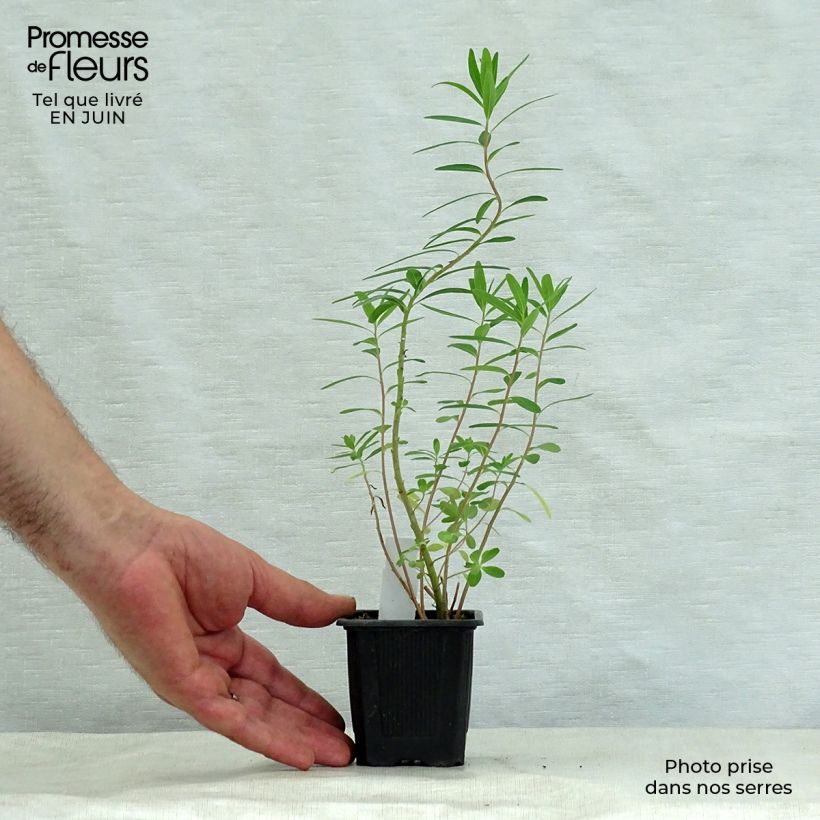 Euphorbia palustris - Spurge 8/9 cm pot sample as delivered in summer