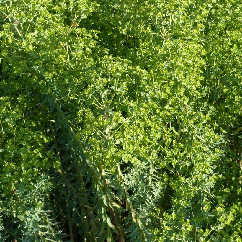 Euphorbia pithyusa subsp. cupanii Ponte Leccia - Spurge (Flowering)