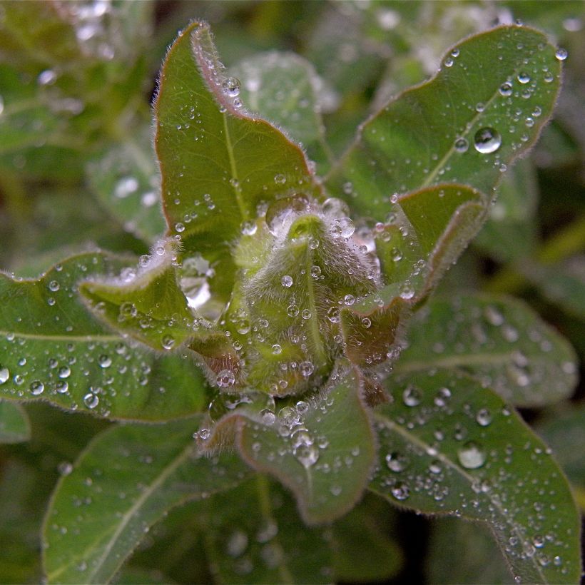 Euphorbia polychroma - Spurge (Foliage)