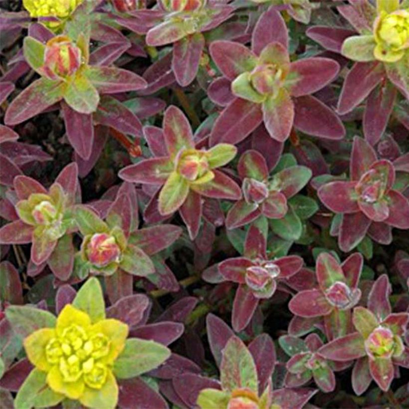 Euphorbia polychroma Bonfire - Spurge (Foliage)