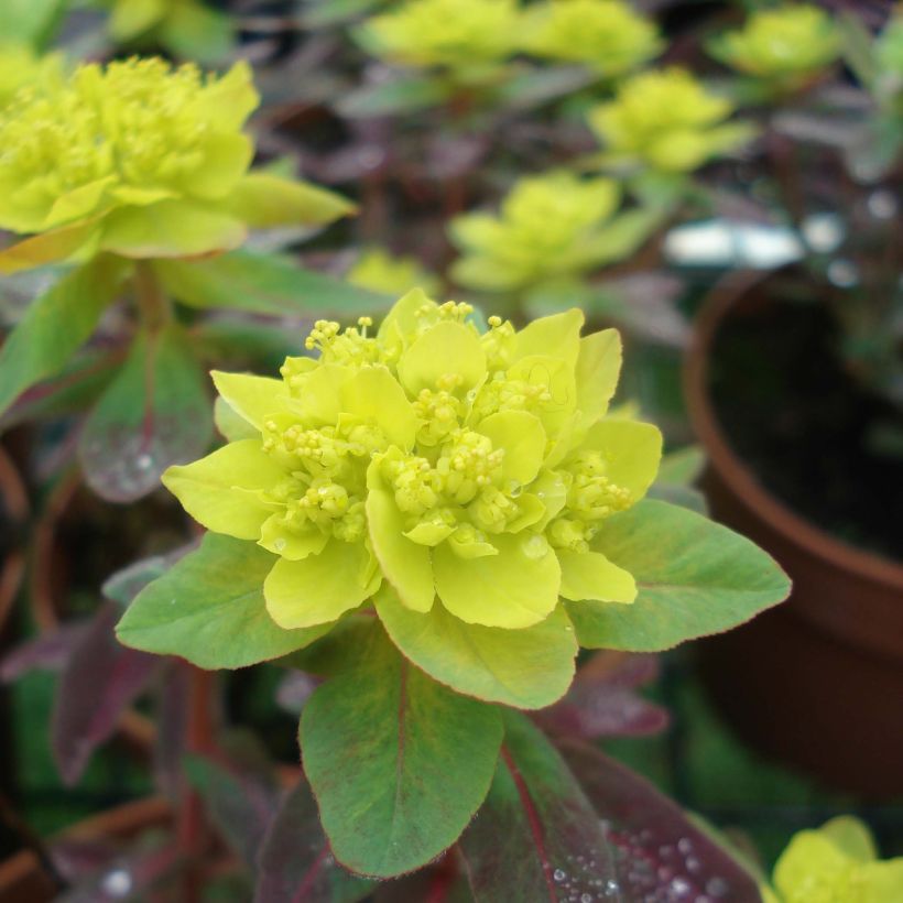 Euphorbia polychroma Bonfire - Spurge (Flowering)