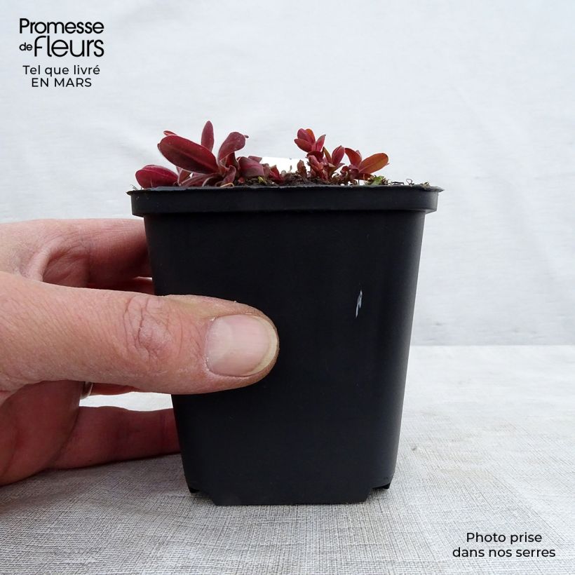 Euphorbia polychroma Bonfire - Spurge sample as delivered in spring