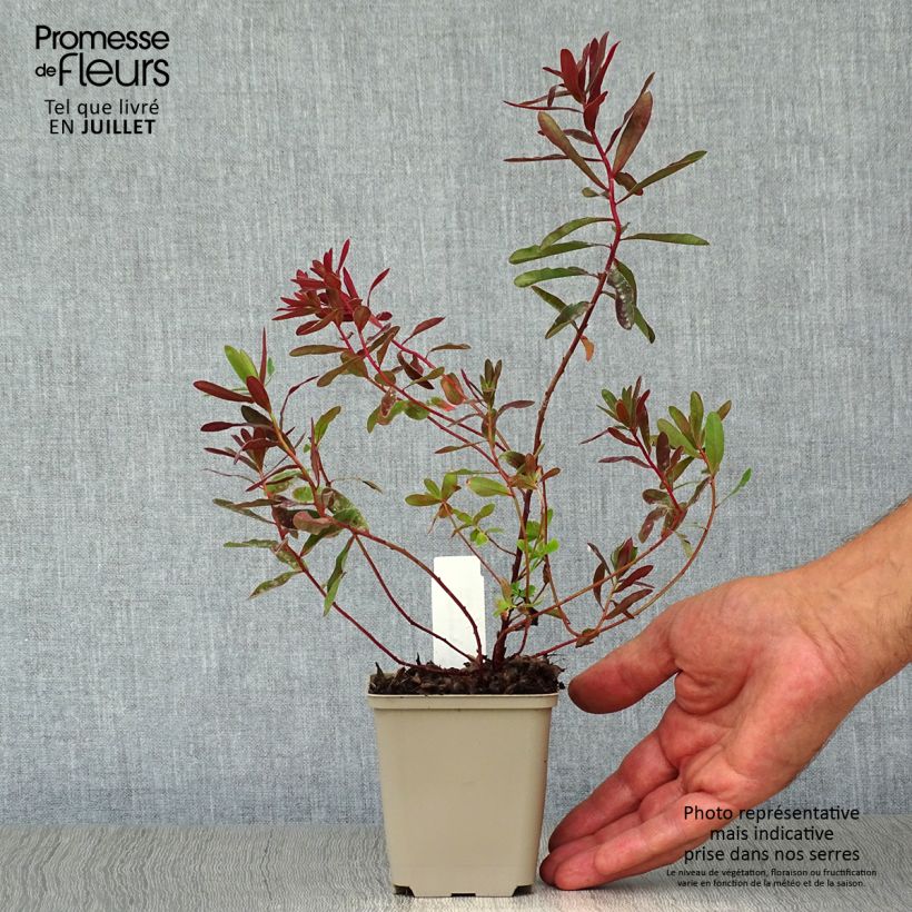 Euphorbia polychroma Bonfire - Spurge 8/9 cm pot sample as delivered in summer
