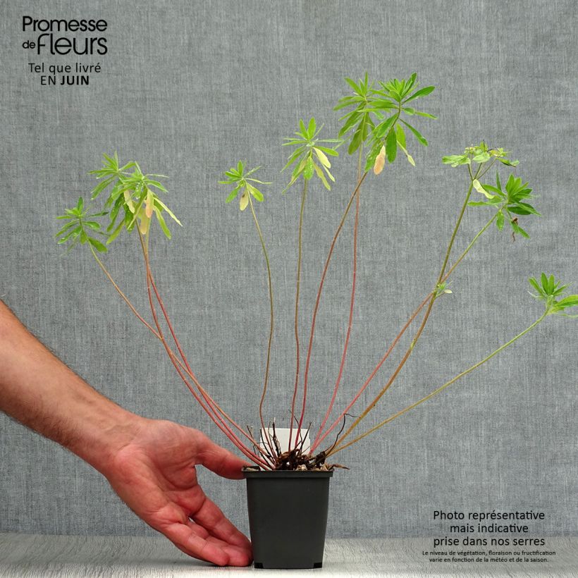 Euphorbia polychroma - Spurge 8/9 cm pot sample as delivered in summer