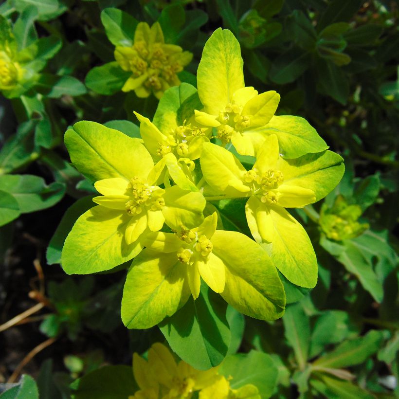 Euphorbia polychroma Purpurea - Spurge (Flowering)