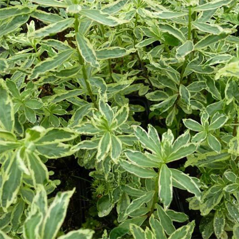 Euphorbia polychroma Variegata - Spurge (Foliage)