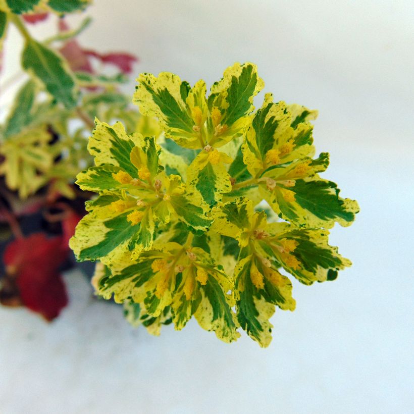 Euphorbia polychroma Variegata - Spurge (Flowering)