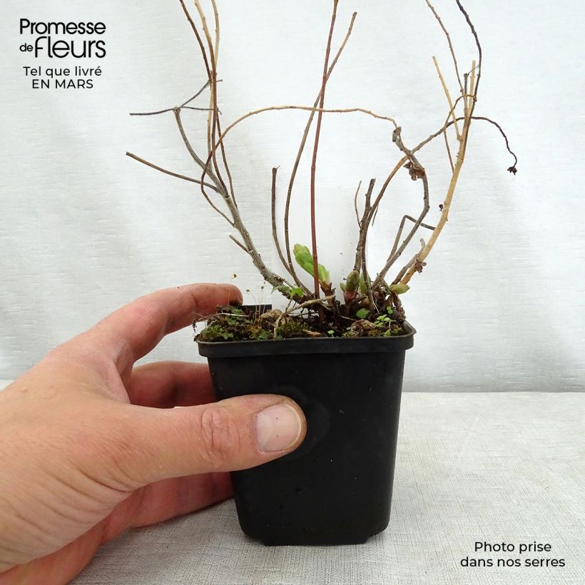 Euphorbia polychroma Variegata - Spurge sample as delivered in spring