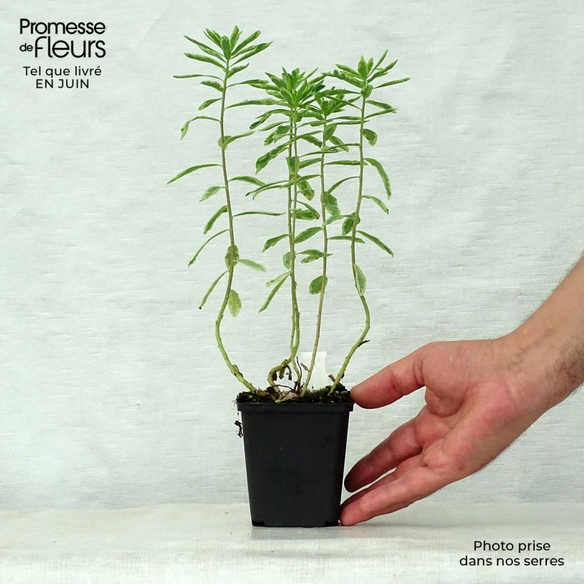 Euphorbia polychroma Variegata - Spurge 8/9 cm pot sample as delivered in summer