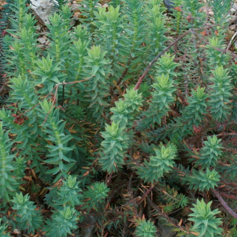 Euphorbia pithyusa - Spurge (Foliage)