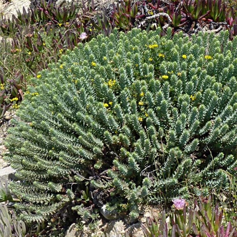 Euphorbia pithyusa - Spurge (Plant habit)