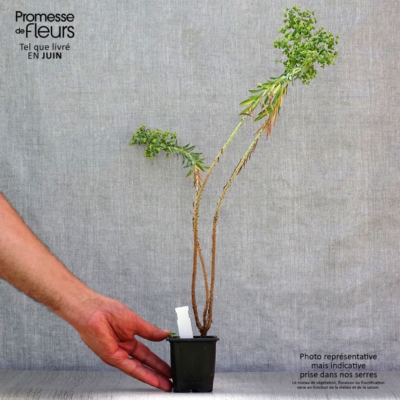 Euphorbia pithyusa - Spurge 8/9 cm pot sample as delivered in summer