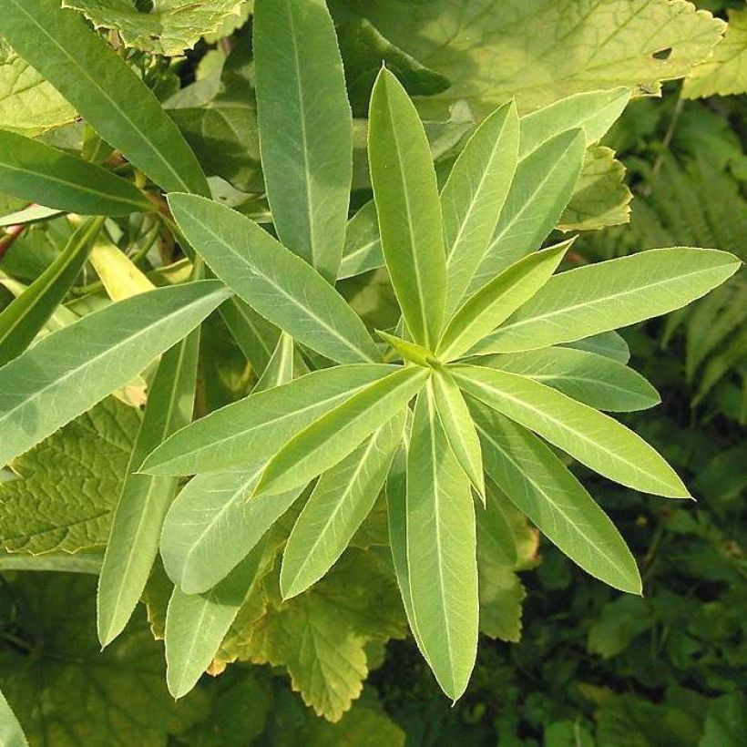 Euphorbia sarawschanica - Spurge (Foliage)