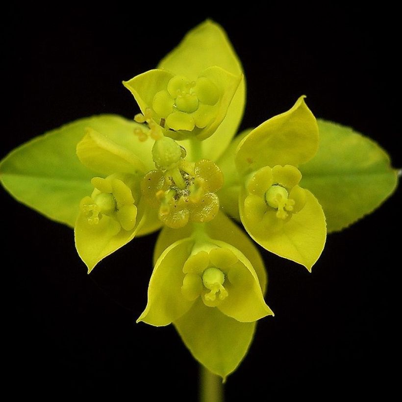 Euphorbia sarawschanica - Spurge (Flowering)