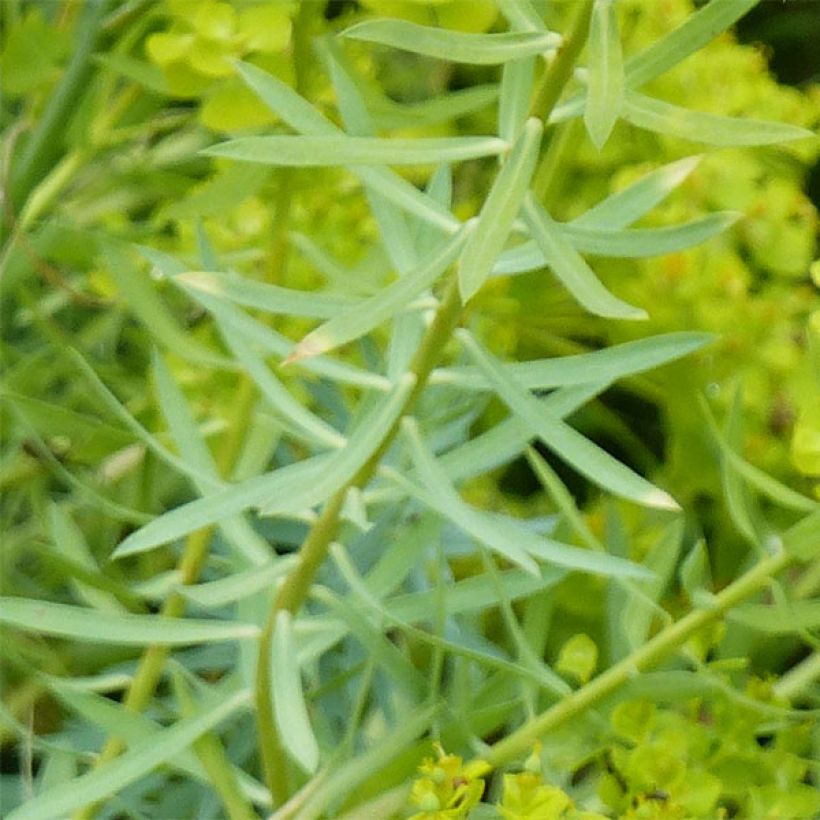 Euphorbia seguieriana subsp. niciciana - Spurge (Foliage)