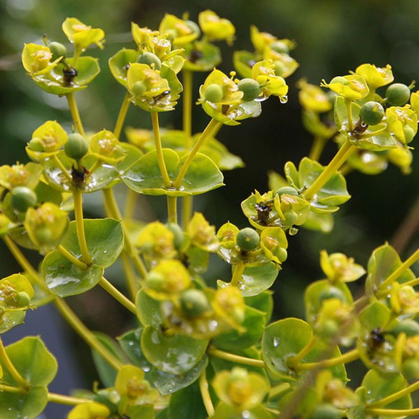 Euphorbia seguieriana subsp. niciciana - Spurge (Flowering)