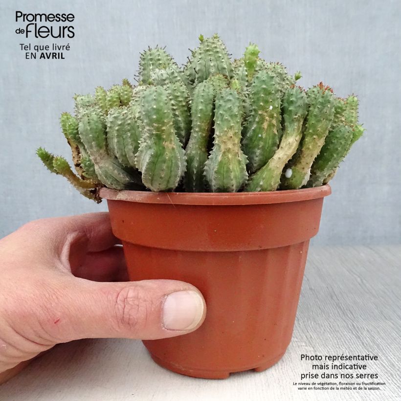 Euphorbia submammillaris - Spurge 12cm pot sample as delivered in spring
