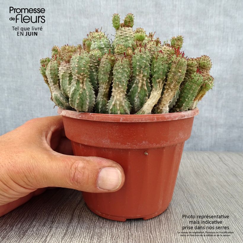 Euphorbia submammillaris - Spurge 12cm pot sample as delivered in summer