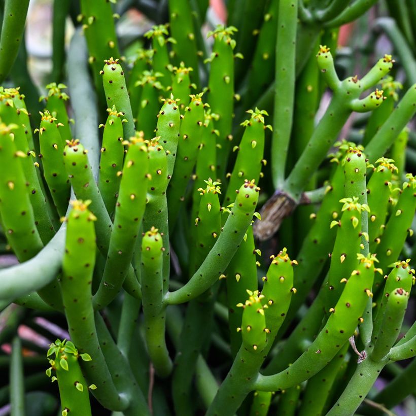 Euphorbia tirucalli - Pencil cactus (Foliage)