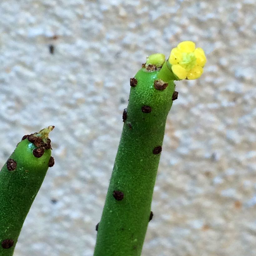 Euphorbia tirucalli - Pencil cactus (Flowering)