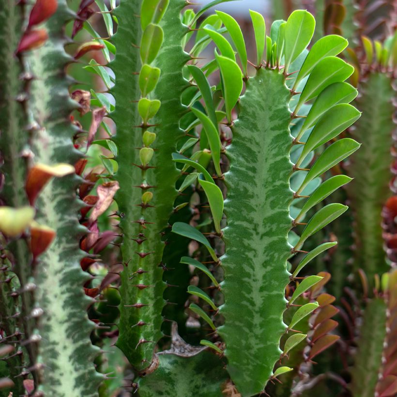 Euphorbia trigona - African milk tree (Foliage)