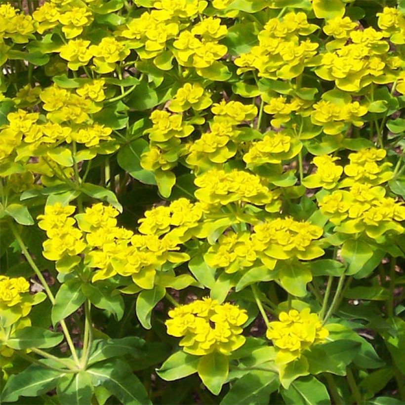 Euphorbia wallichii - Spurge (Flowering)