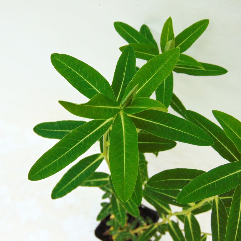Euphorbia wallichii - Spurge (Foliage)