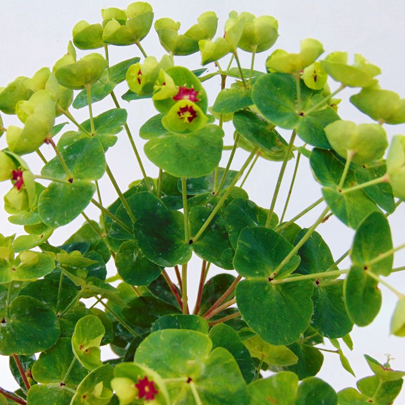 Euphorbia martinii Baby Charm - Spurge (Foliage)