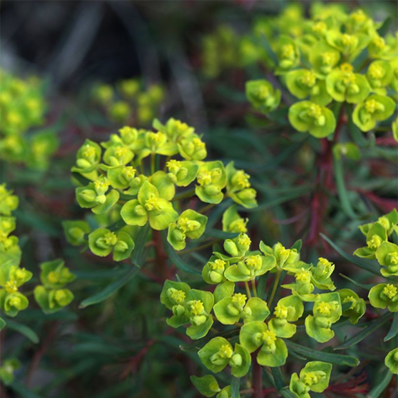 Euphorbia cyparissias Fens Ruby - Spurge (Flowering)