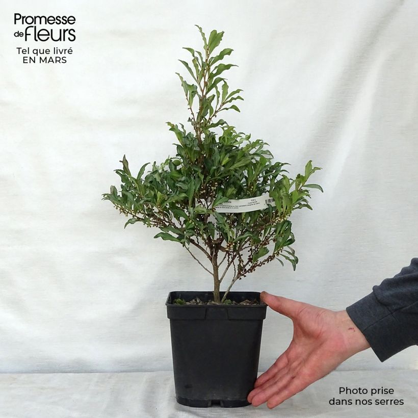 Eurya japonica Moutiers Pot de 2L/3L sample as delivered in spring
