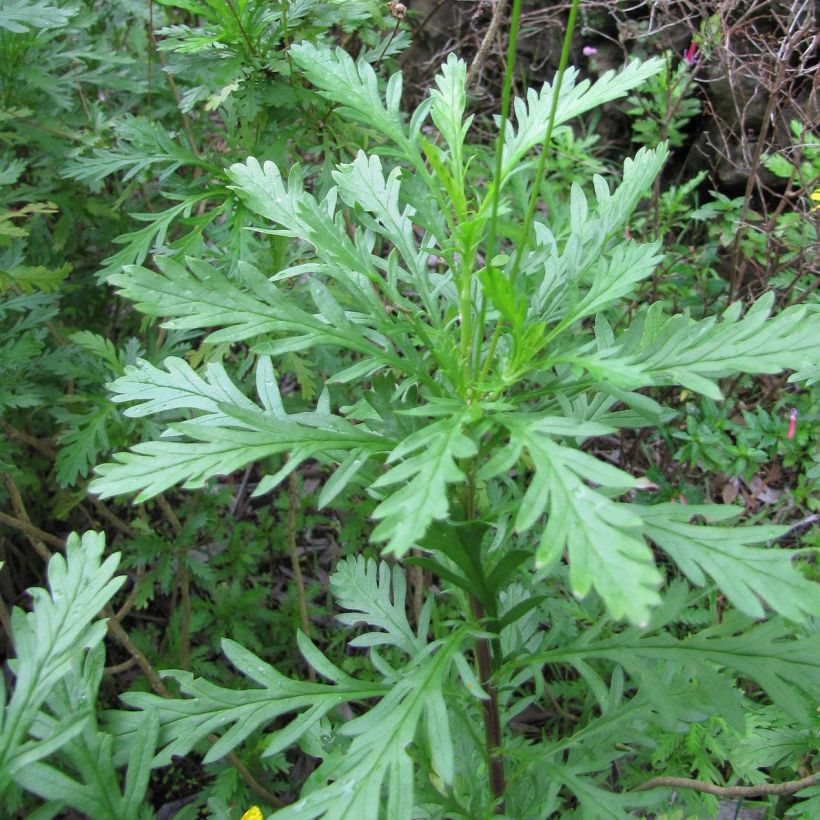 Euryops chrysanthemoides (Foliage)