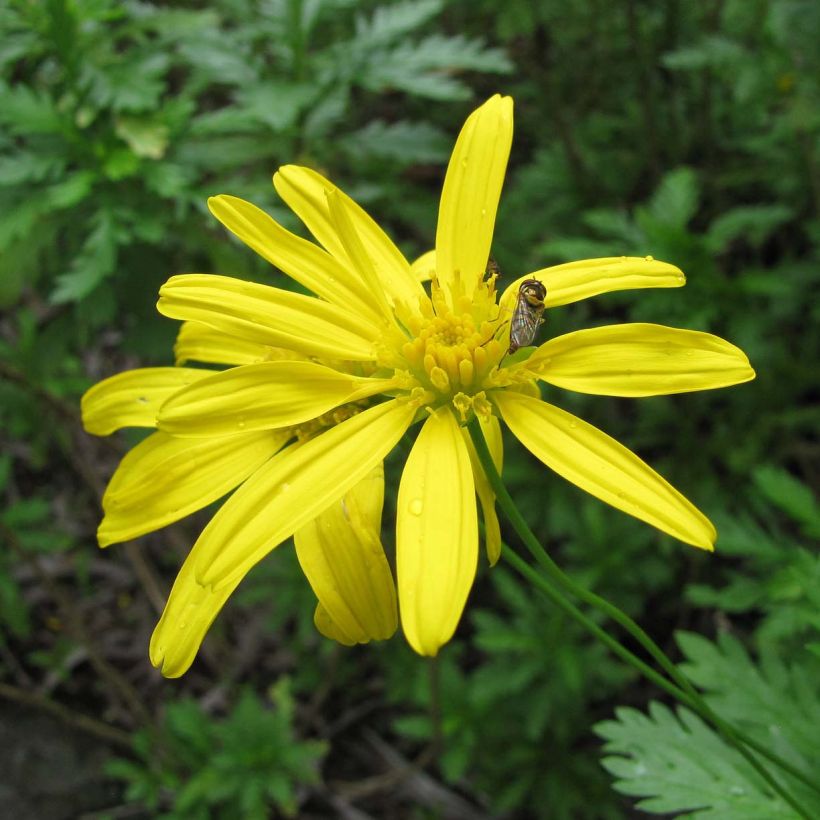 Euryops chrysanthemoides (Flowering)