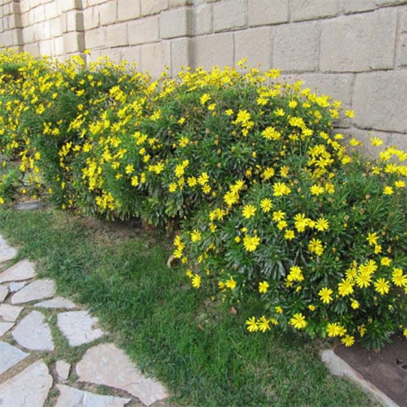Euryops chrysanthemoides (Plant habit)
